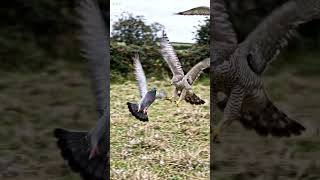Northern Goshawk Hunting Capture | Wildlife Documentary  #Goshawk #Wildlife #Nature #Birds #wildlife