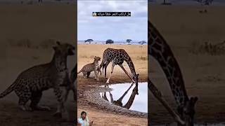 هل تعتقد أن النمر نجا من ركلة الزرافة القاتلة #shorts