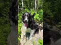 Rescued Kitten Helps Grieving Dog Heal After Losing His Best Friend | The Dodo