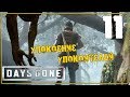 DAYS GONE (Жизнь После) ♦ Прохождение #11