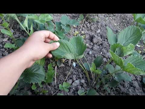 Video: Soiuri Străine De Căpșuni în Grădinile Noastre
