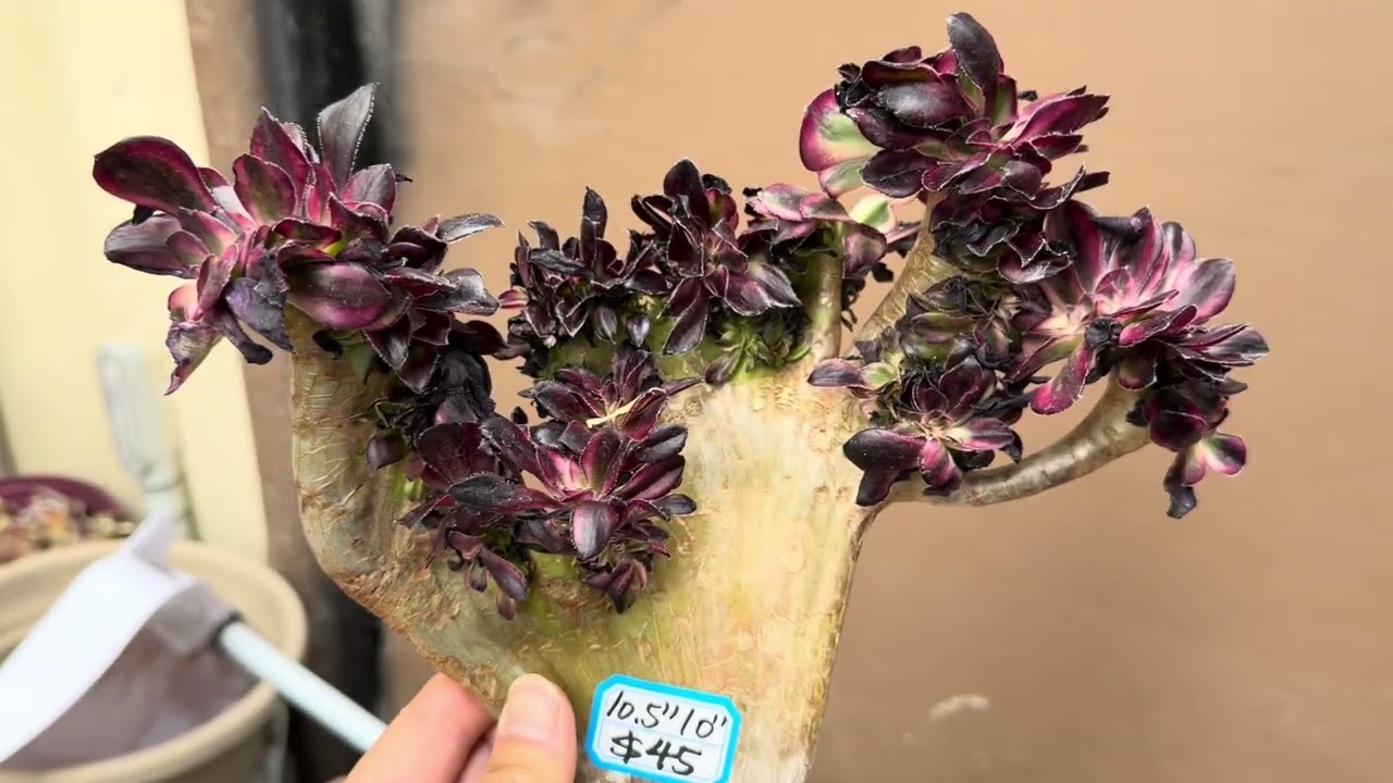 2/15/26 new plants came shipping US 4088163228