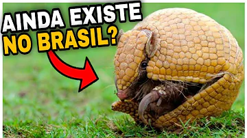 Em que grupos de animais as espículas são encontradas?