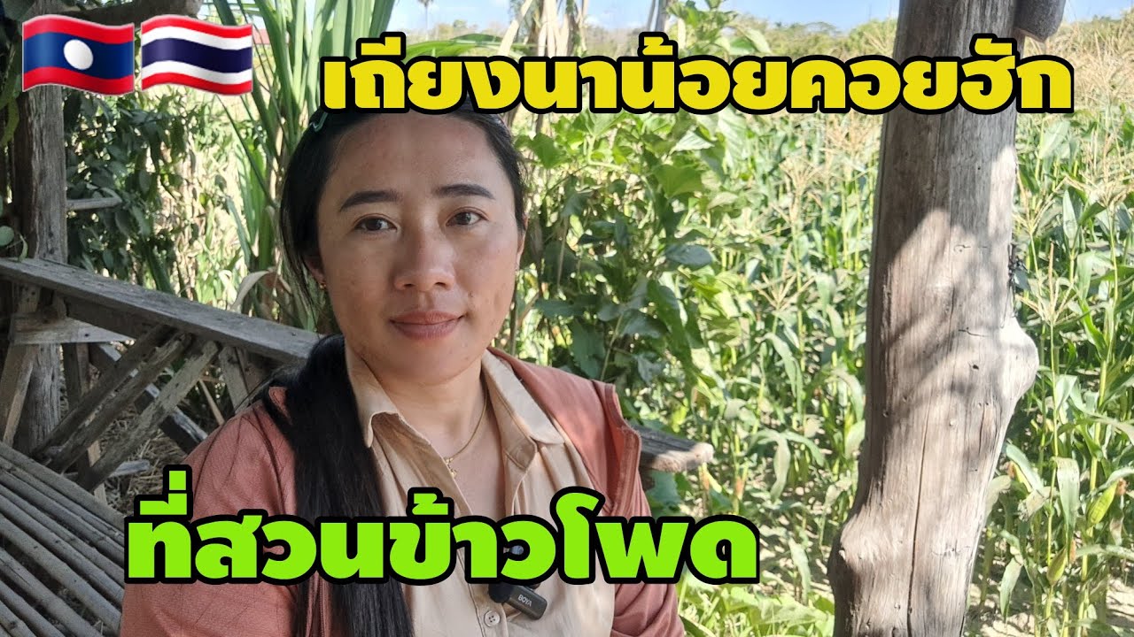 เถียงนาน้อยคอยฮักที่สวนข้าวโพด #สาวลาว #วิถีชาวบ้าน #food #cooking 🇱🇦🇹🇭