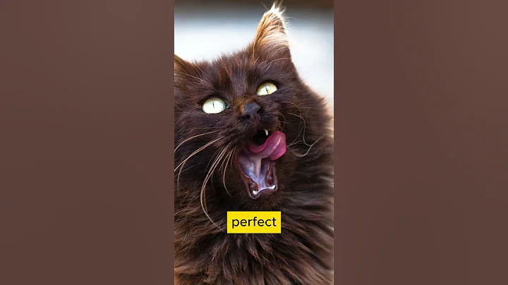 Video 5912541: chantilly, cats catlover cutecat, cat golden eyes