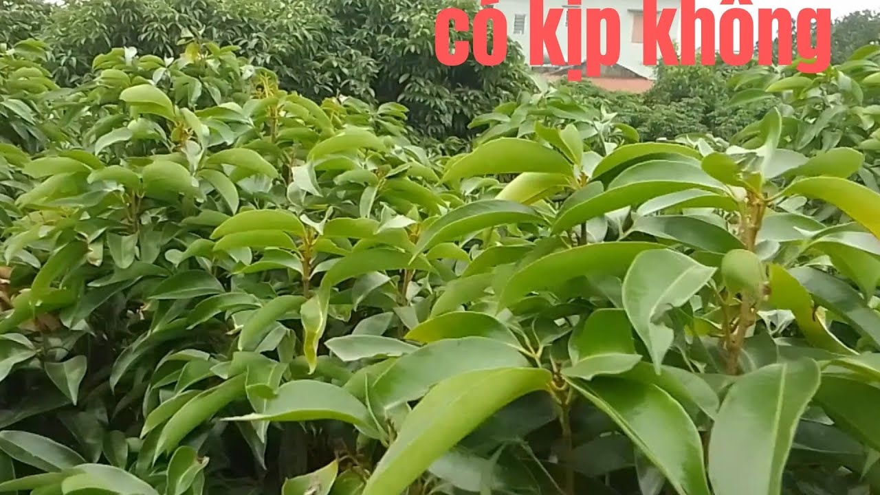 KHOANH VÒNG 2 VẢI THIỀU CHÍNH VỤ ( HẢI DƯƠNG)