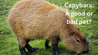 Capybara: a good or bad pet? by Arthur and the Animal Kingdom 500 views 4 months ago 4 minutes, 28 seconds