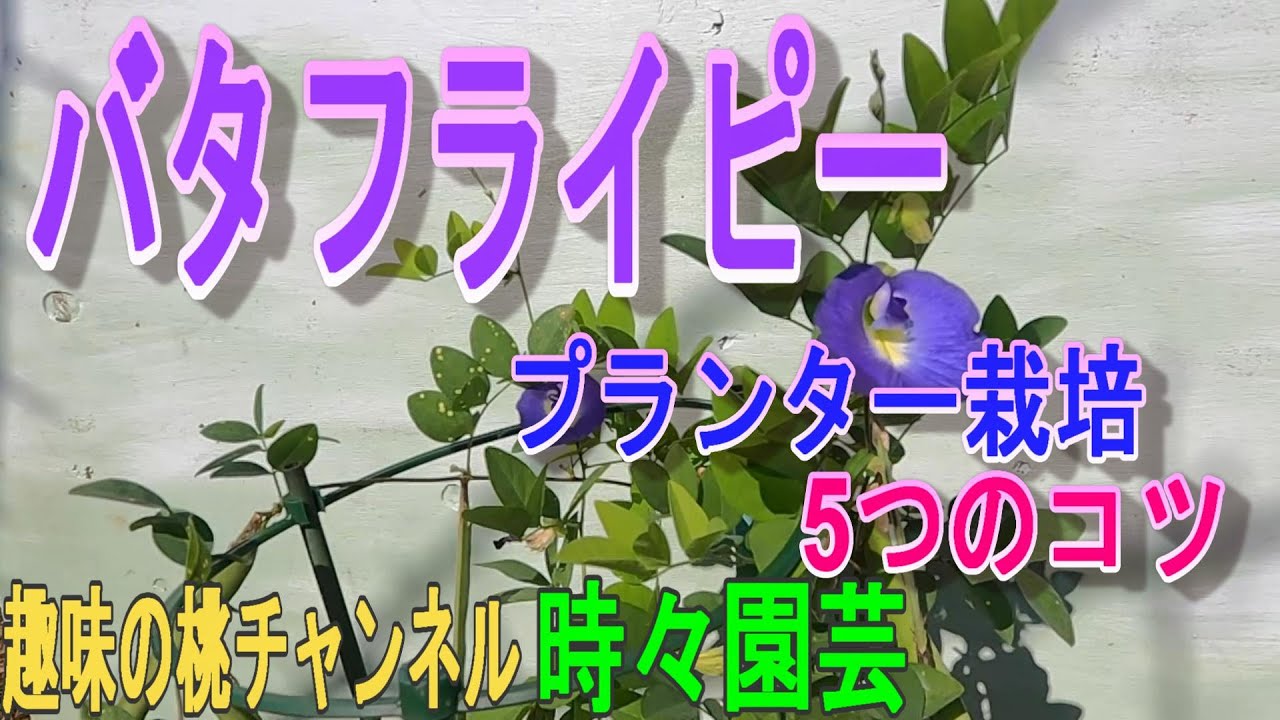 バタフライピー プランター栽培 5つのコツ 22 10 10 Youtube