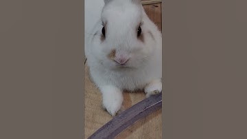 Bunny Displaying Dominance Over Python.. Aquarium Hose.. #shorts