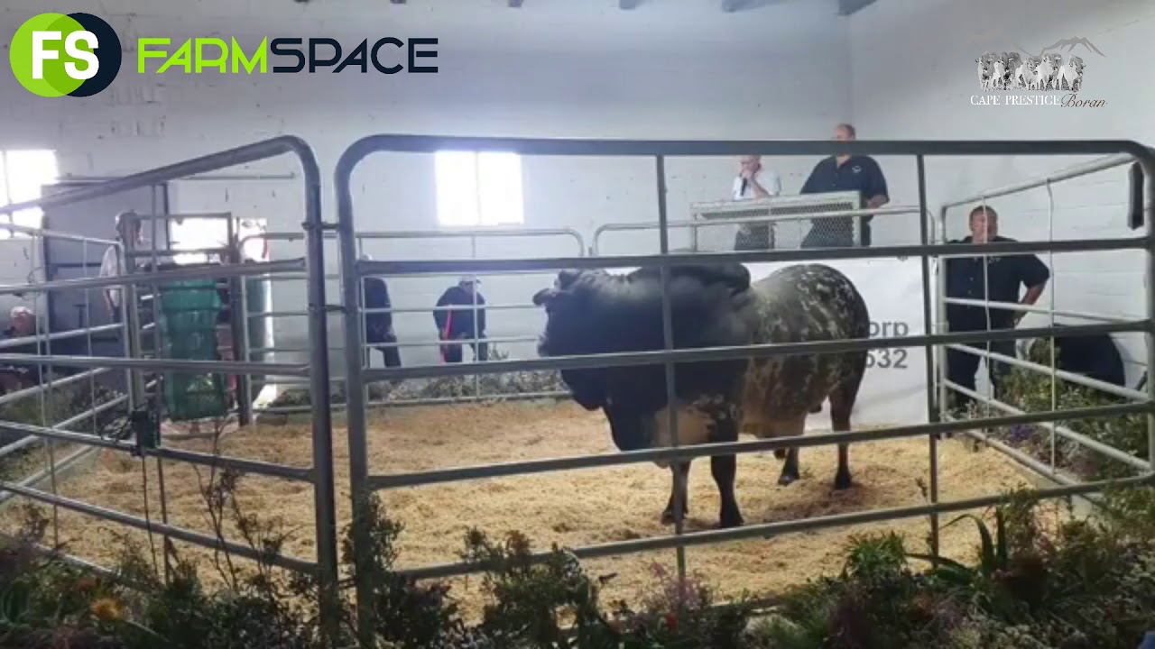 Young Boran Bull Sells for half a million at the Cape Prestige Boran Auction