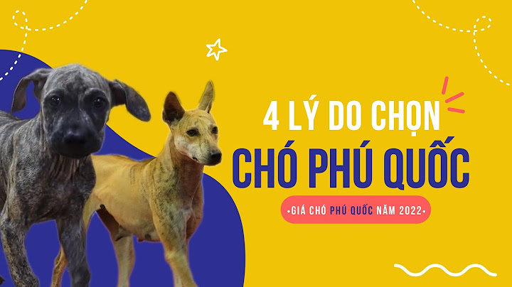 Chó lai phú quốc giá bao nhiêu năm 2024