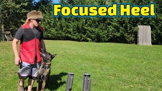 Competion Focused Heel with my Belgian Malinois FULL METAL COLT BH Prep  #malinois