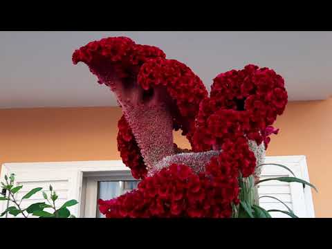 Flor Desconocida en patio catalán