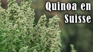 Semis à la volée de quinoa #agroecologie #nonlabour #quinoa