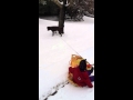 Chewy having fun in snow with sasha