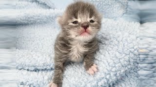 Kitten was just 10 days old abandoned by mother cat