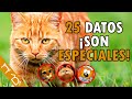 TODO Sobre Los Gatos Naranjas (25 SECRETOS, Curiosidades Que NO CONOCÍAS, Origen) ¡SON ESPECIALES!