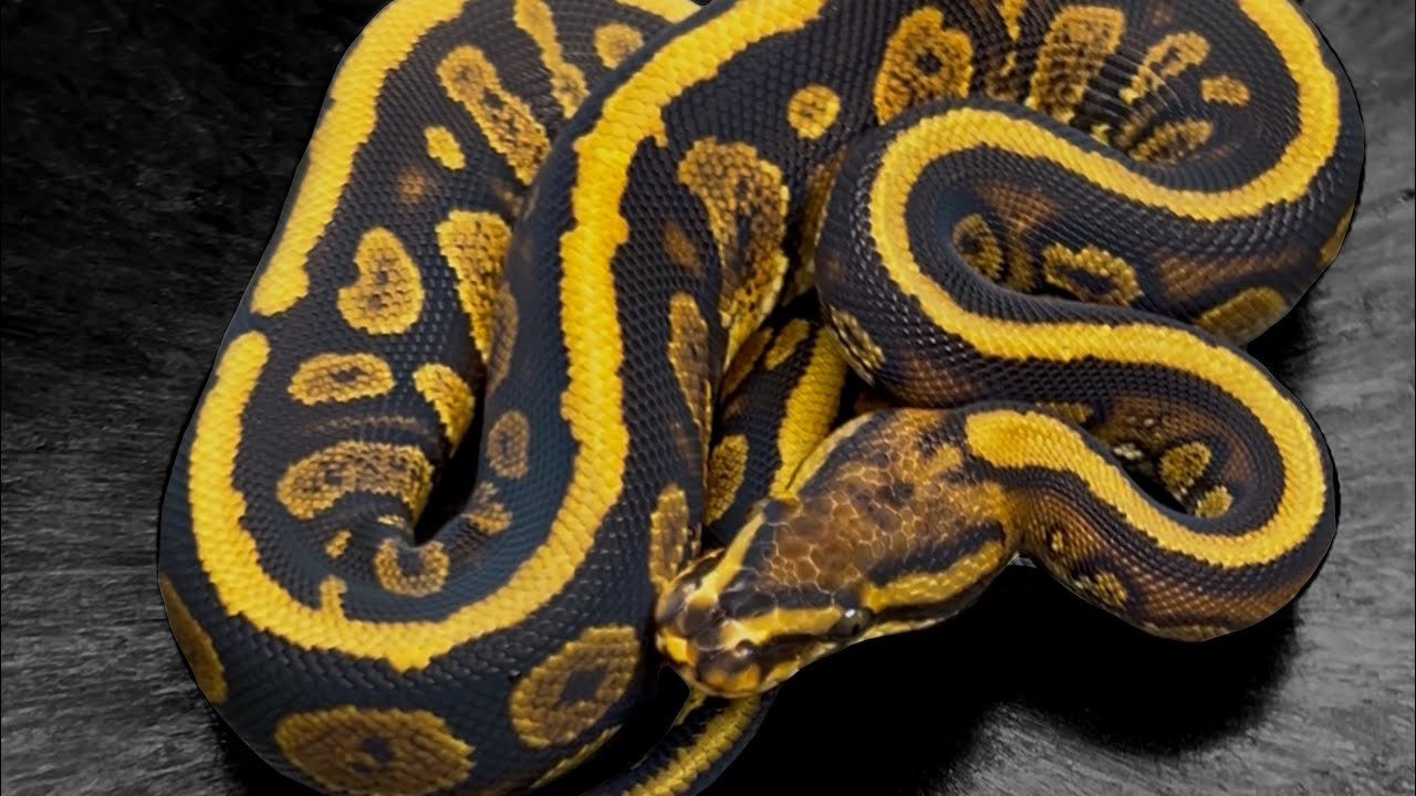Unbelievable odds. Good or bad?? 🤔 ball python clutch update!