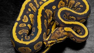 Celebrity Unbelievable odds. Good or bad?? 🤔 ball python clutch update! Wealth