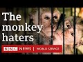 Saving Mini: Inside the global network torturing baby monkeys – BBC World Service