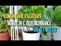 Комнатные растения, новости от 08 июля 2022 часть 1