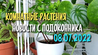 Комнатные растения, новости от 08 июля 2022 часть 1