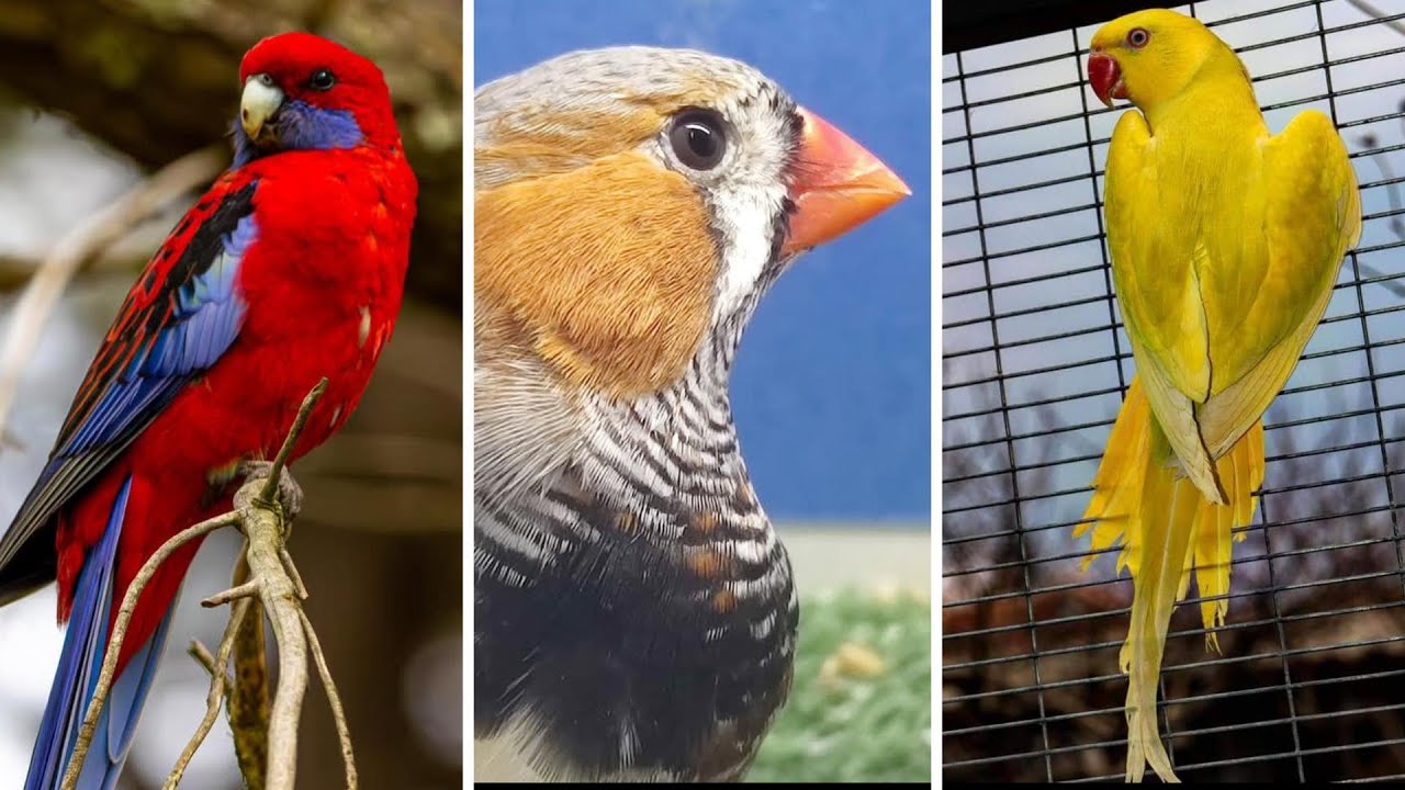 FEIRA DE PÁSSAROS EXÓTICOS DE CARUARU PE  23 12 2025 TERÇA FEIRA