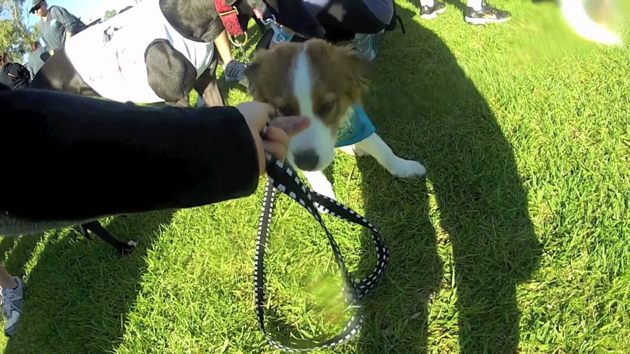 RSPCA Million Paws Walk 2012 South Perth with Greyhounds as