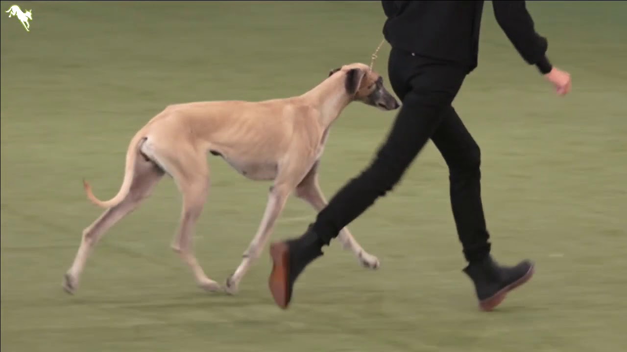 knpv berger hollandais VDH Europasieger - Tag 2 // German Dog of The Year 2018