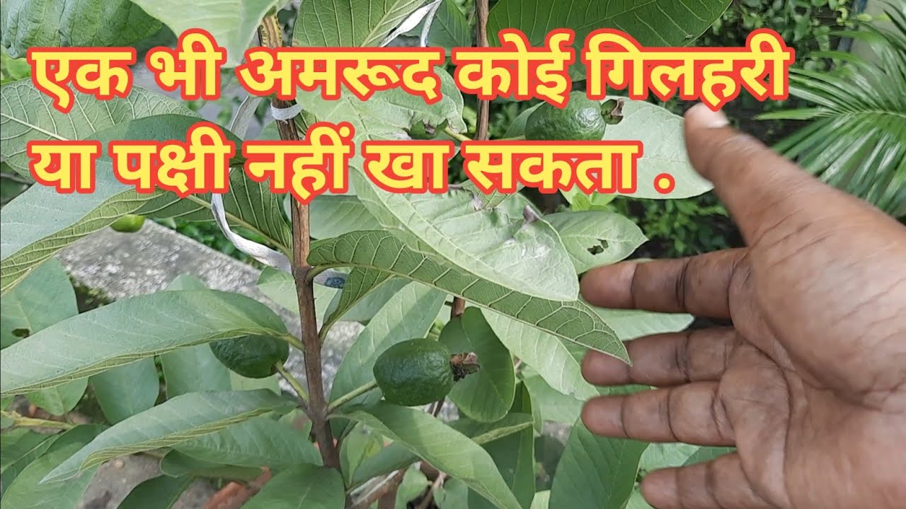 How to save Guava Fruit from Squirrels and Birds // Guava plant care in