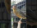 Bird Chirping Bird Sound Birds Animals Canary Funnyanimals Bird Chirping Bird Sound Birds Animals Canary Funnyanimals