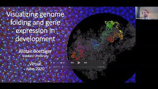Alistair Boettiger Visualizing Genome Folding And Gene Expression In Development