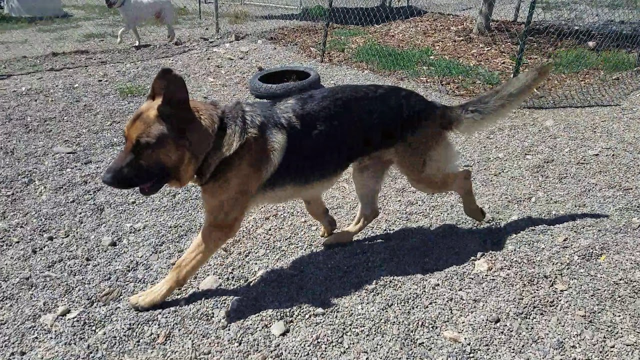 Video of adoptable pet named Zeus - YouTube