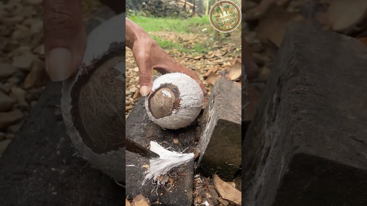 peeled white coconut cone from the shell