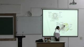Lecture On Neuroanatomy: Cranial Nerves, Oculomotor Course &amp; Weber Syndrome | MBBS