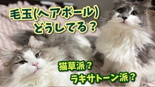 猫草かラキサトーンか？毛玉（ヘアーボール）どっちにしても大変なノルウェージャンフォレストキャットたち【猫グッズ】