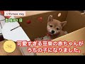 【お迎え】可愛いすぎる豆柴の赤ちゃんが　うちの子になりました。