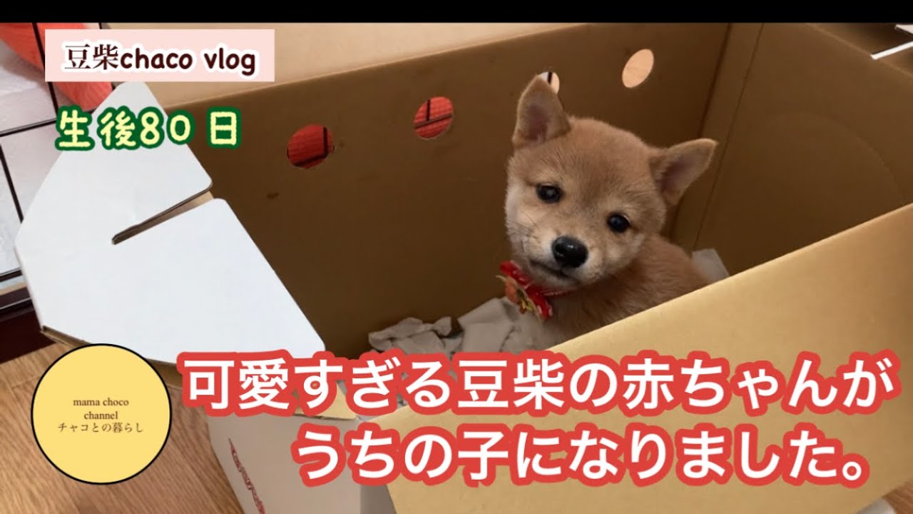 Adoption] An adorable Mameshiba puppy has joined our family. - YouTube