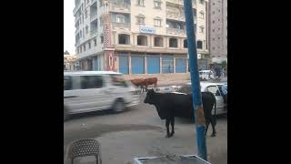 في شارع علم الروم الرئيسي   مرسي مطروح فيه قطيع من البقر ..