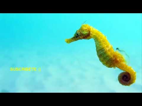 Video: Horóscopo Celta Animal: Caballito De Mar