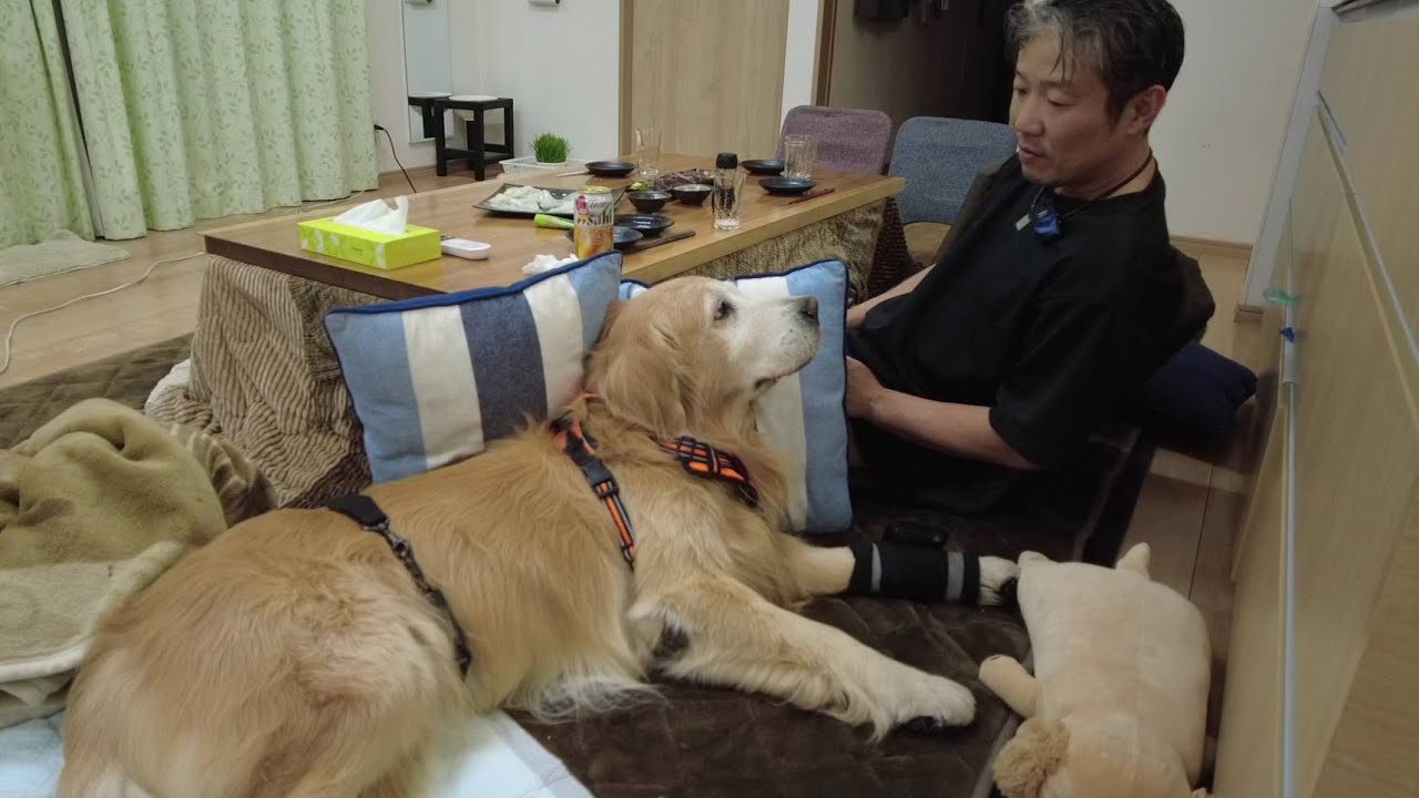 Like returning to a puppy: by your side every day [Golden