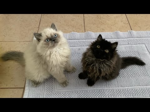 kittens first week at home :3