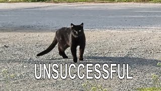 Unsuccessful hunt for a black cat.🐈‍⬛ by Unusual stories of a black cat 378 views 1 month ago 4 minutes, 24 seconds