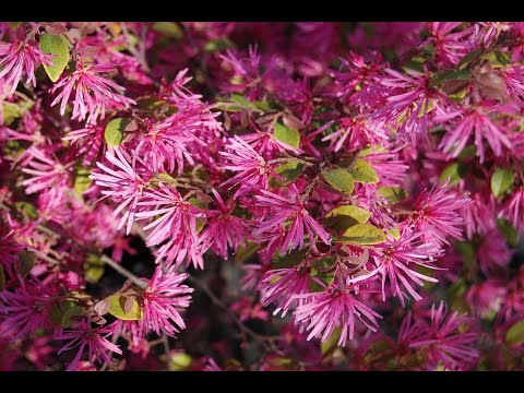 Zone 8a Full sun heat tolerant flowering Shrubs Perennials garden tour   Loropetalum - Canna Lily