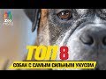 Tоп 8 собак с самым сильным укусом | Top 8 dogs with the strongest bite