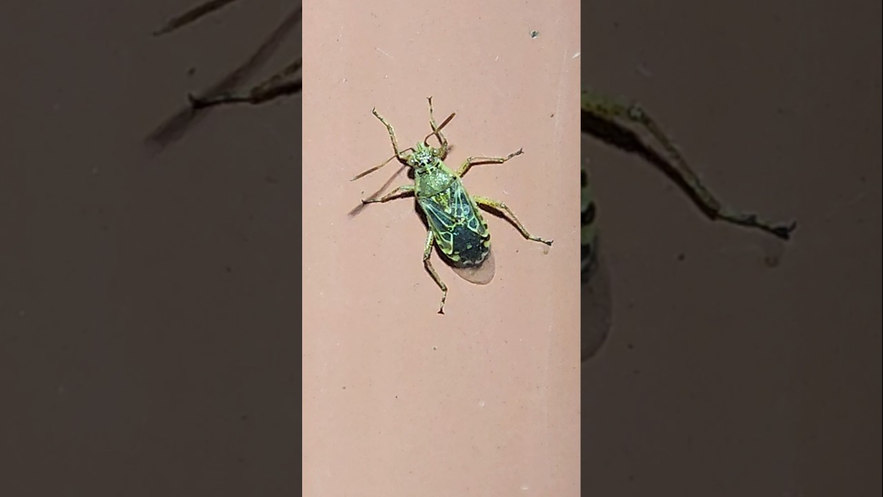 A pretty little Hyaline Grass Bug (Liorhyssus hyalinus)  on a wall at night
