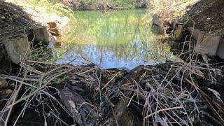 “CULVERT FLOW UNCLOGGED” Beaver Dam Removal Under Bridge Succeeds