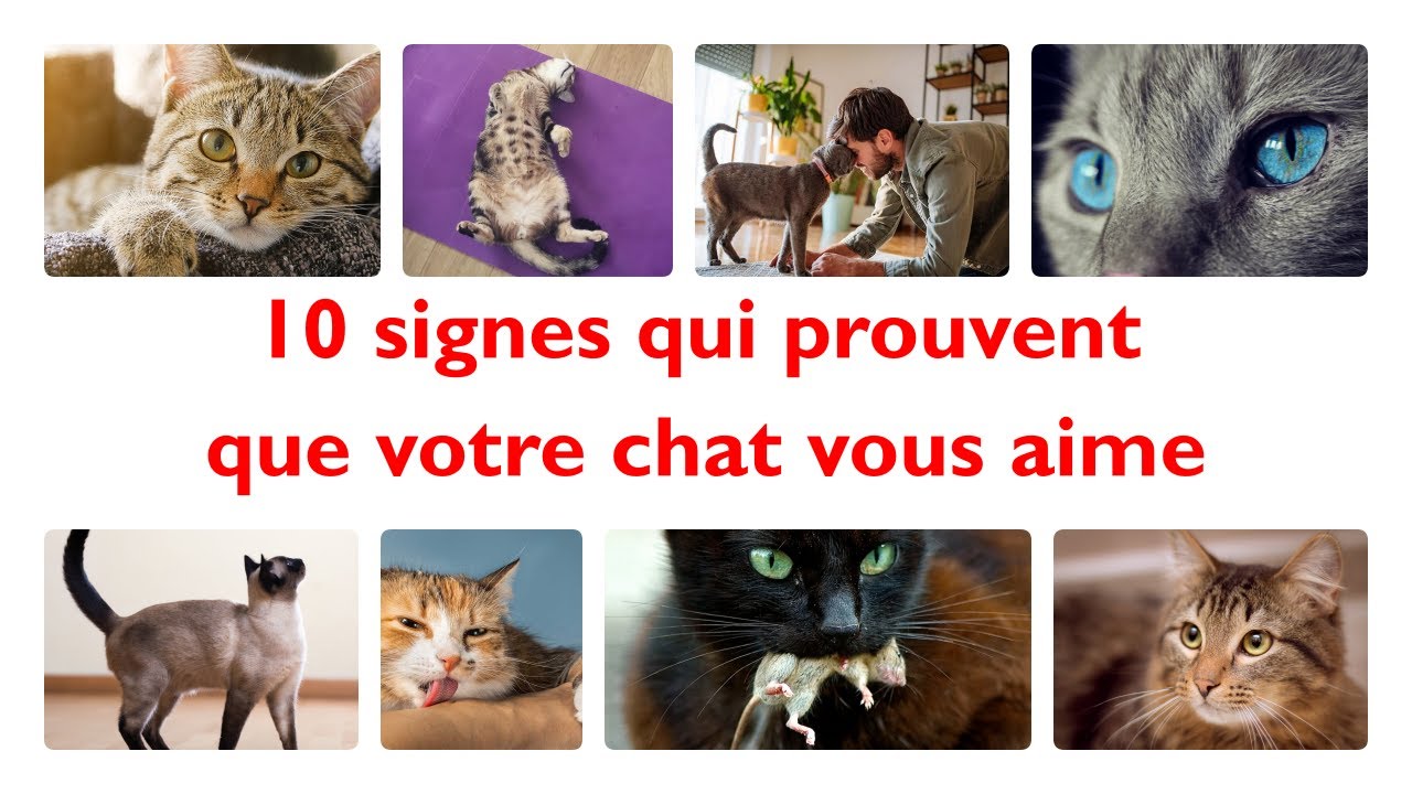 10 signes qui prouvent que votre chat vous aime.