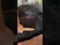 #fypviralシ #statisfying #Lice #hair #LiceOnHead #liceremoval #brasil #xyzbcafyp #licepopping #kutu