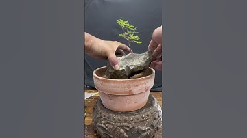 Apply slow-release fertilizers during the growing season to provide nutrients #bonsai #bonsaitree